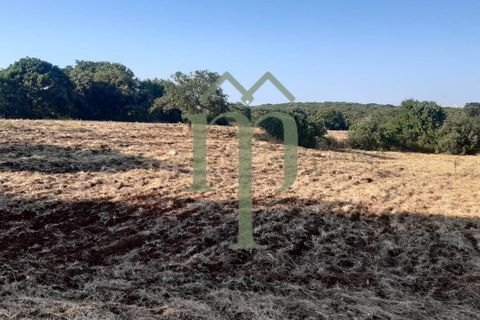 Helårsgrund i Ostuni, Brindisi, Ostuni - € 410.000 | Ref: Terreno Rella14 - foto 14